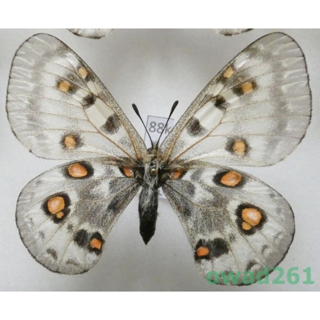 Parnassius honrathi subsp. ernesti Bryk, 1932 Tadjikistan88k